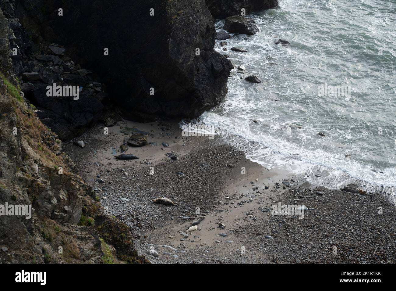 Wales, Pembrokeshire. Martins Haven. Seals with a pup. Stock Photo