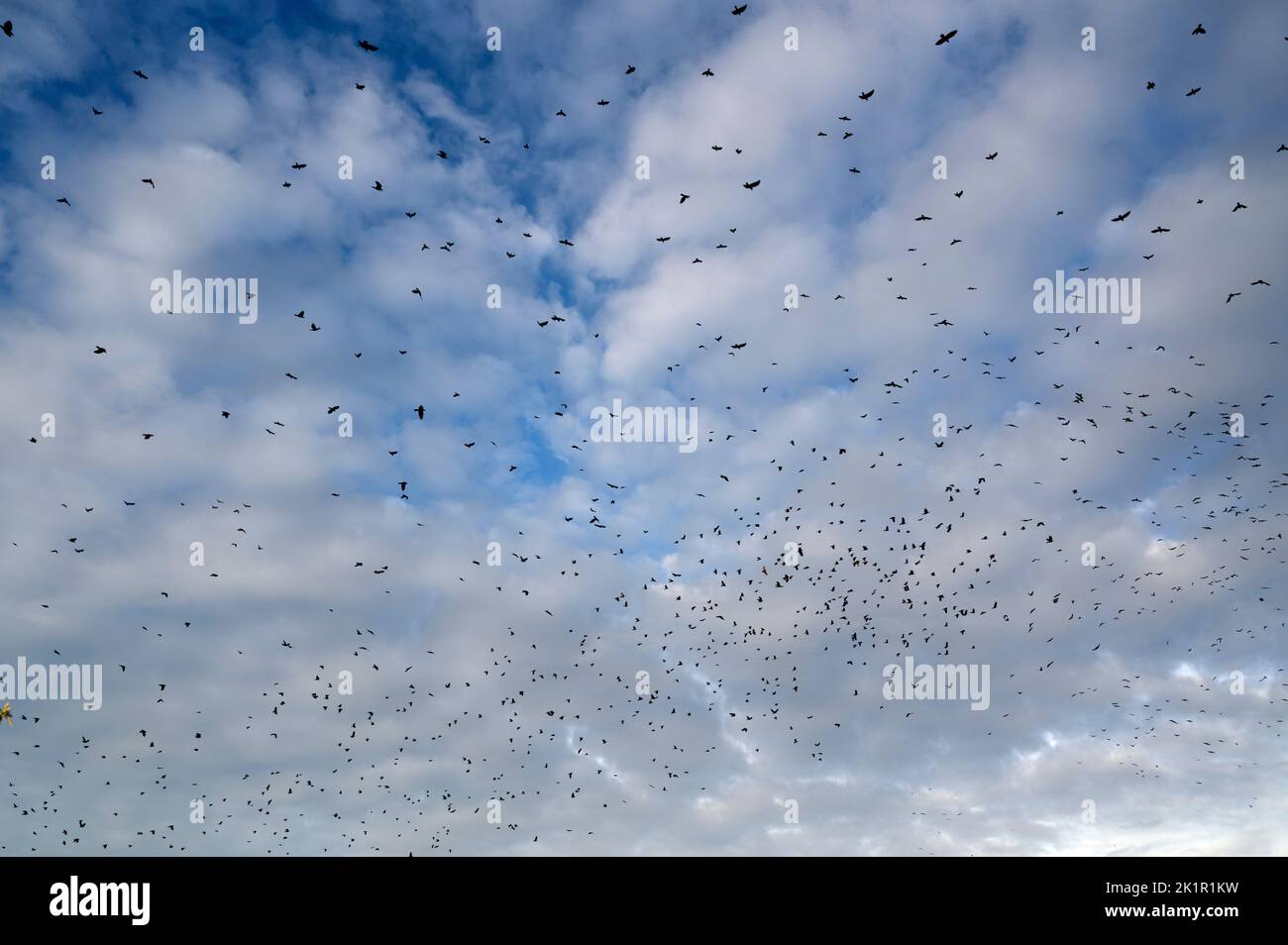 Wales, Pembrokeshire. Dale. Jackdaws flying home to roost. Stock Photo