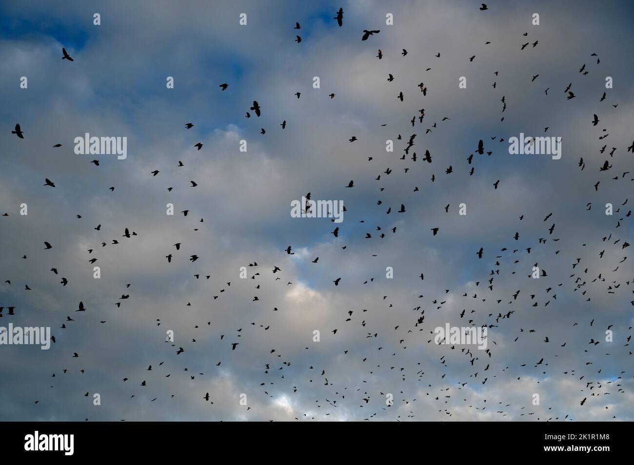 Wales, Pembrokeshire. Dale. Jackdaws flying home to roost. Stock Photo
