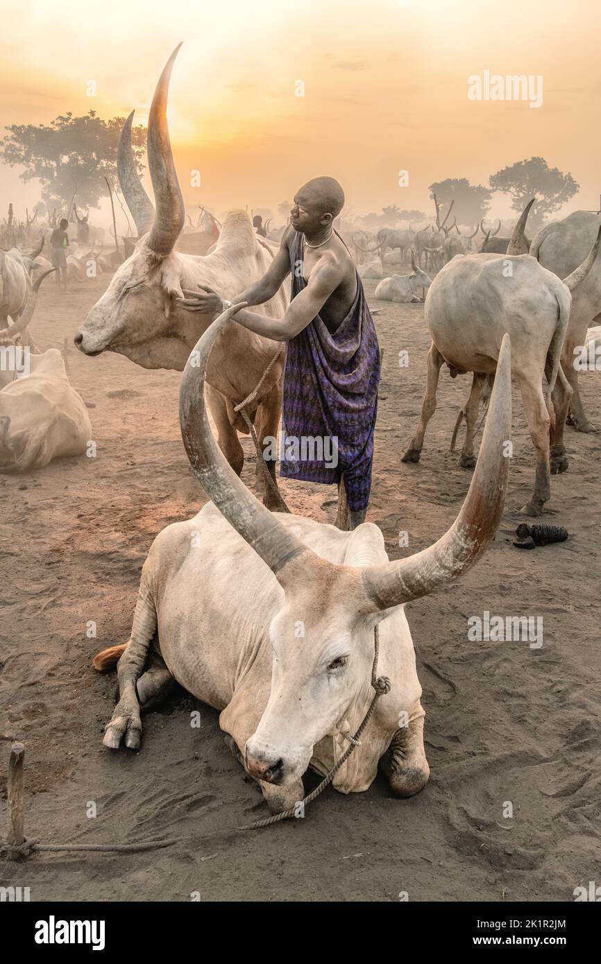 This member of the tribe rubs ash on the horns of the cattle. South Sudan: THESE STUNNING images show the incredible bond between the Mundari people a Stock Photo