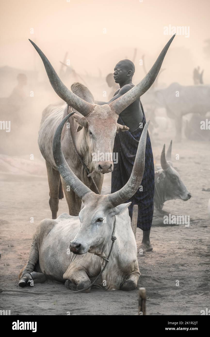 The cattle of the Mundari tribe. South Sudan: THESE STUNNING images show the incredible bond between the Mundari people and their cattle in South Suda Stock Photo