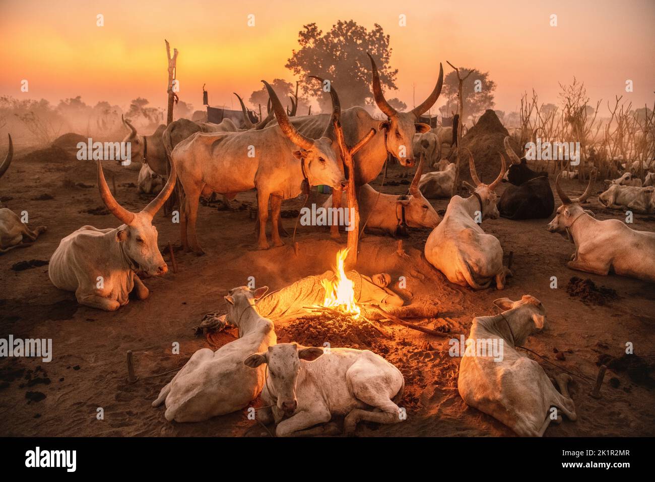 Cattle crowding round a fire. South Sudan: THESE STUNNING images show the incredible bond between the Mundari people and their cattle in South Sudan. Stock Photo