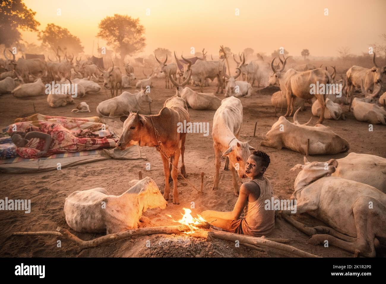 An abundance of cattle. South Sudan: THESE STUNNING images show the incredible bond between the Mundari people and their cattle in South Sudan. One im Stock Photo