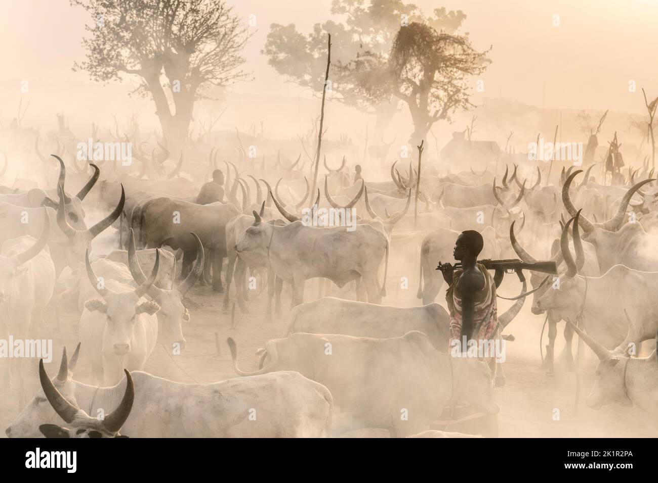This herder is armed with a gun, protecting his cattle. South Sudan: THESE STUNNING images show the incredible bond between the Mundari people and the Stock Photo