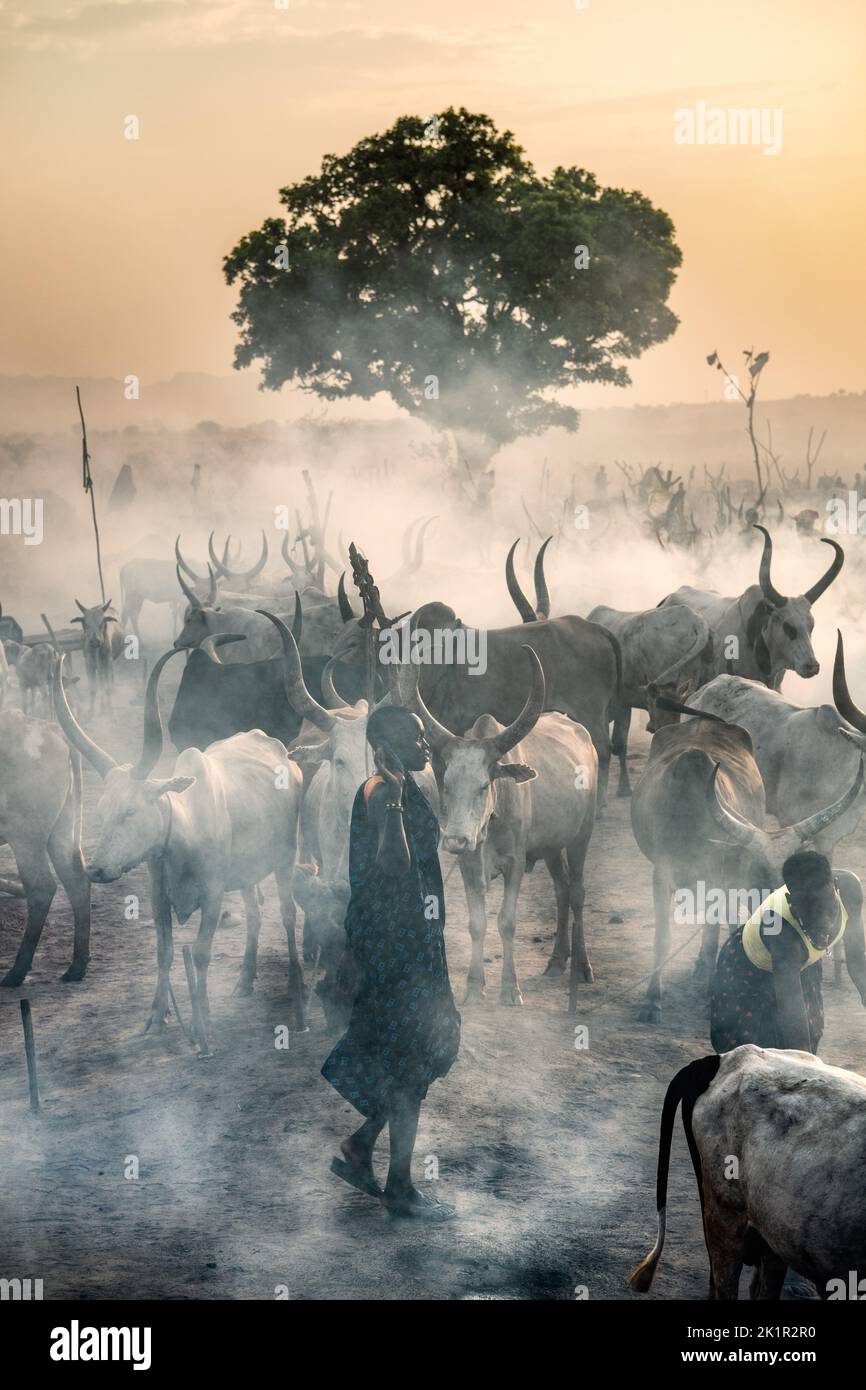 A haze rising around a lone herder. South Sudan: THESE STUNNING images show the incredible bond between the Mundari people and their cattle in South S Stock Photo