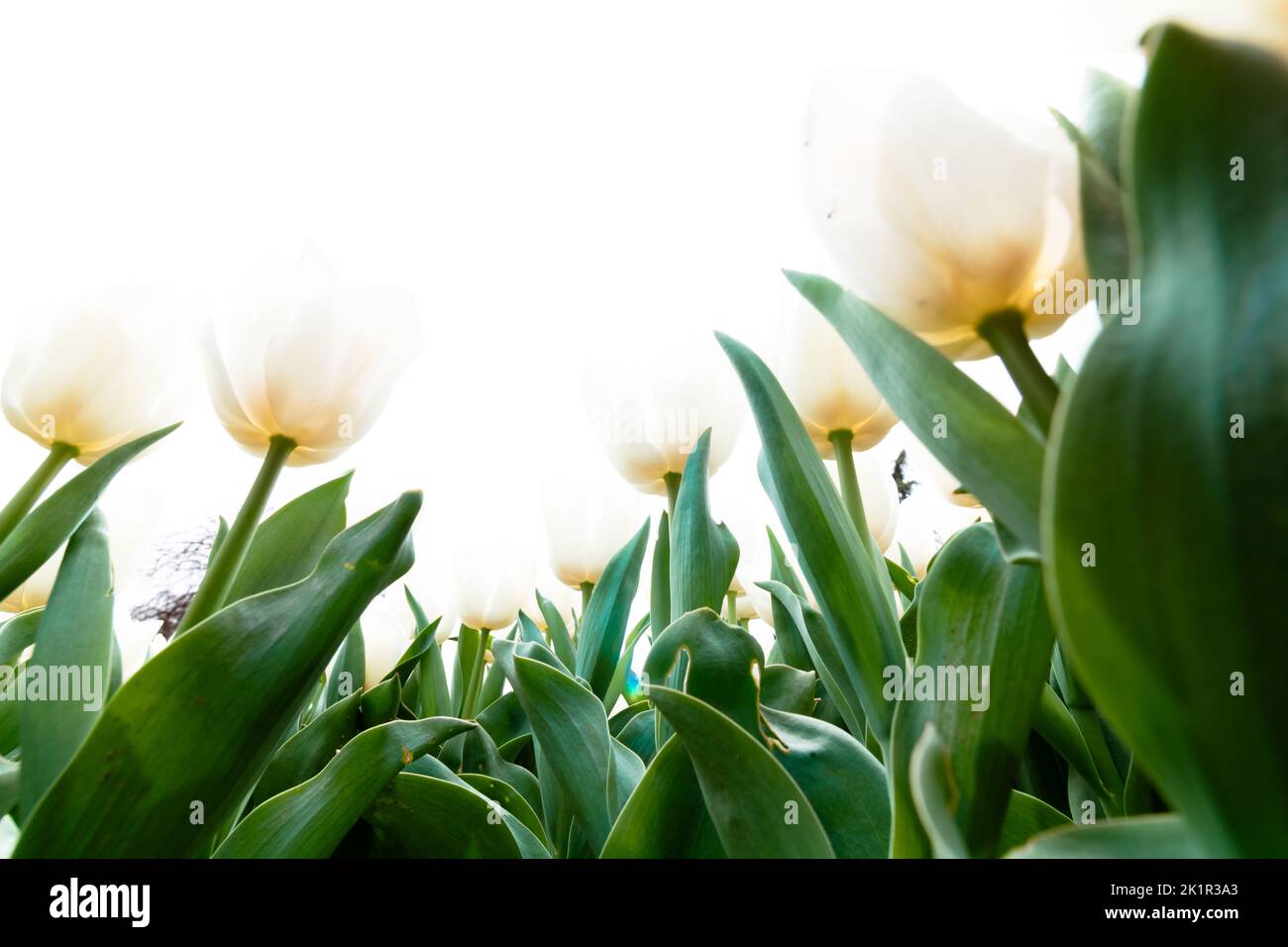 White tulips printable photo. Spring flowers background. Tulip concept