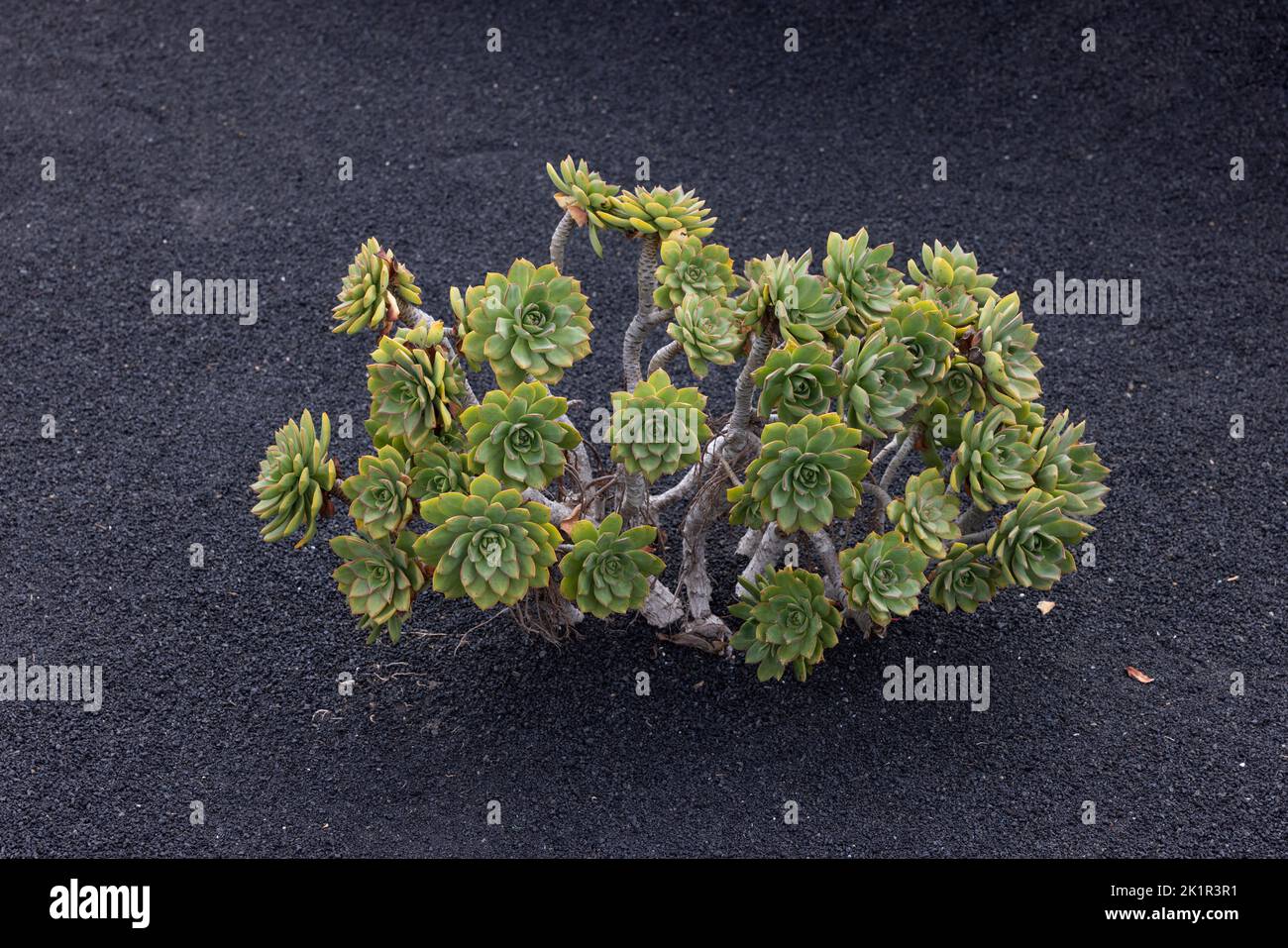 Crassulaceous plant of the Aeonium family (Aeonium haworthii) on volcanic soil, Lanzarote, Spain Stock Photo