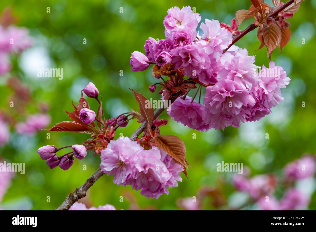 Beautiful pink Cherry Tree blossom photographed against a green foliage background Stock Photo