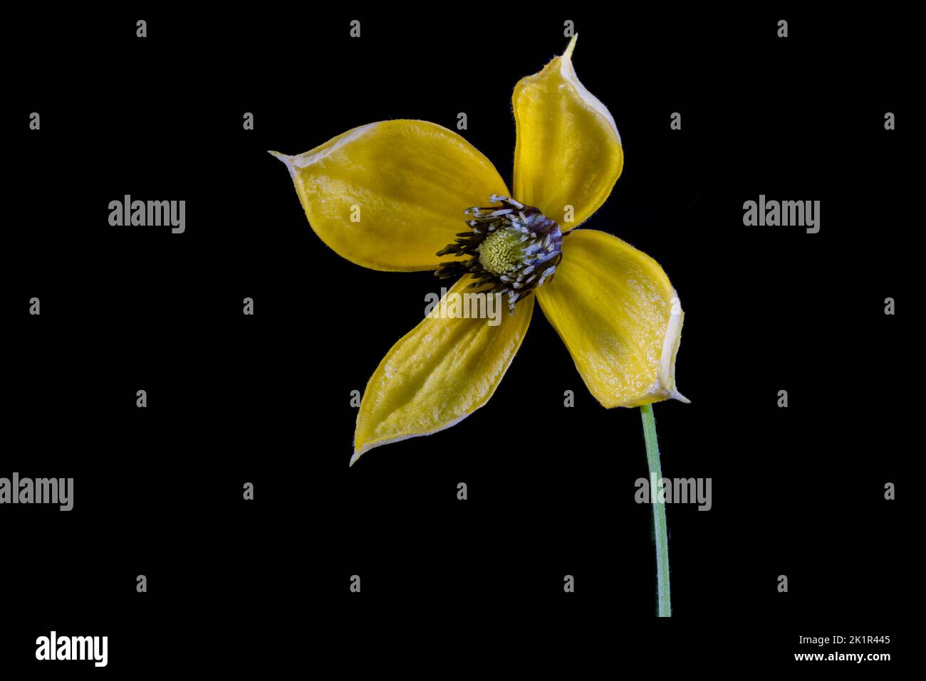 A beautiful Clematis Tangutica flower showing its beautiful yellow petals and purple centre, photographed against a plain black background Stock Photo
