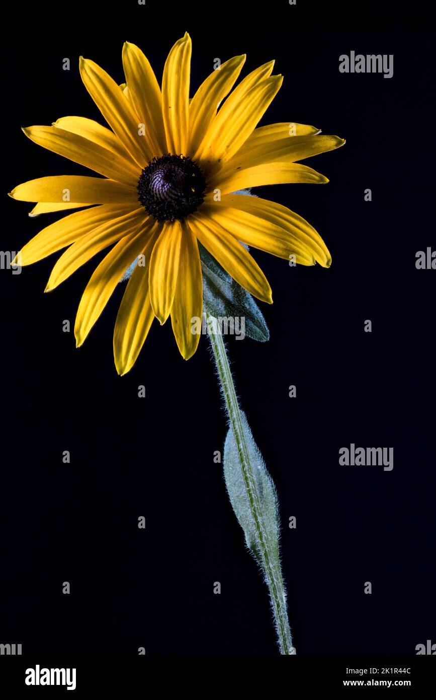 Bright yellow Rudbeckia flower photographed against a plain black background Stock Photo