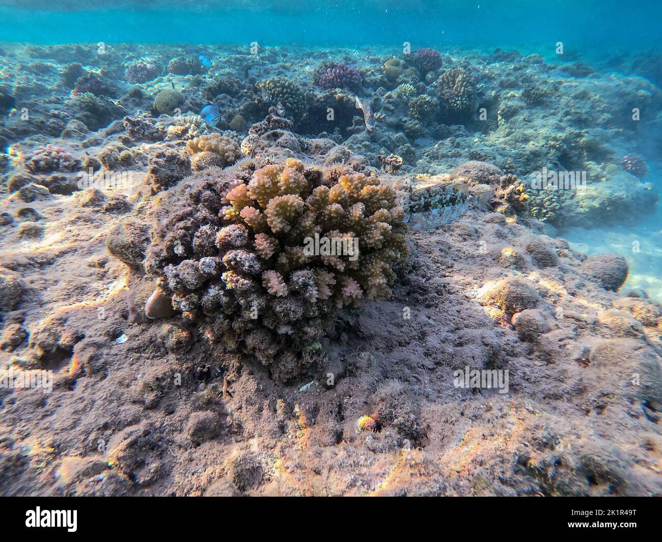 Underwater panoramic view of coral reef with tropical fish, seaweeds and corals at the Red Sea, Egypt. Stylophora pistillata, Lobophyllia hemprichii, Stock Photo