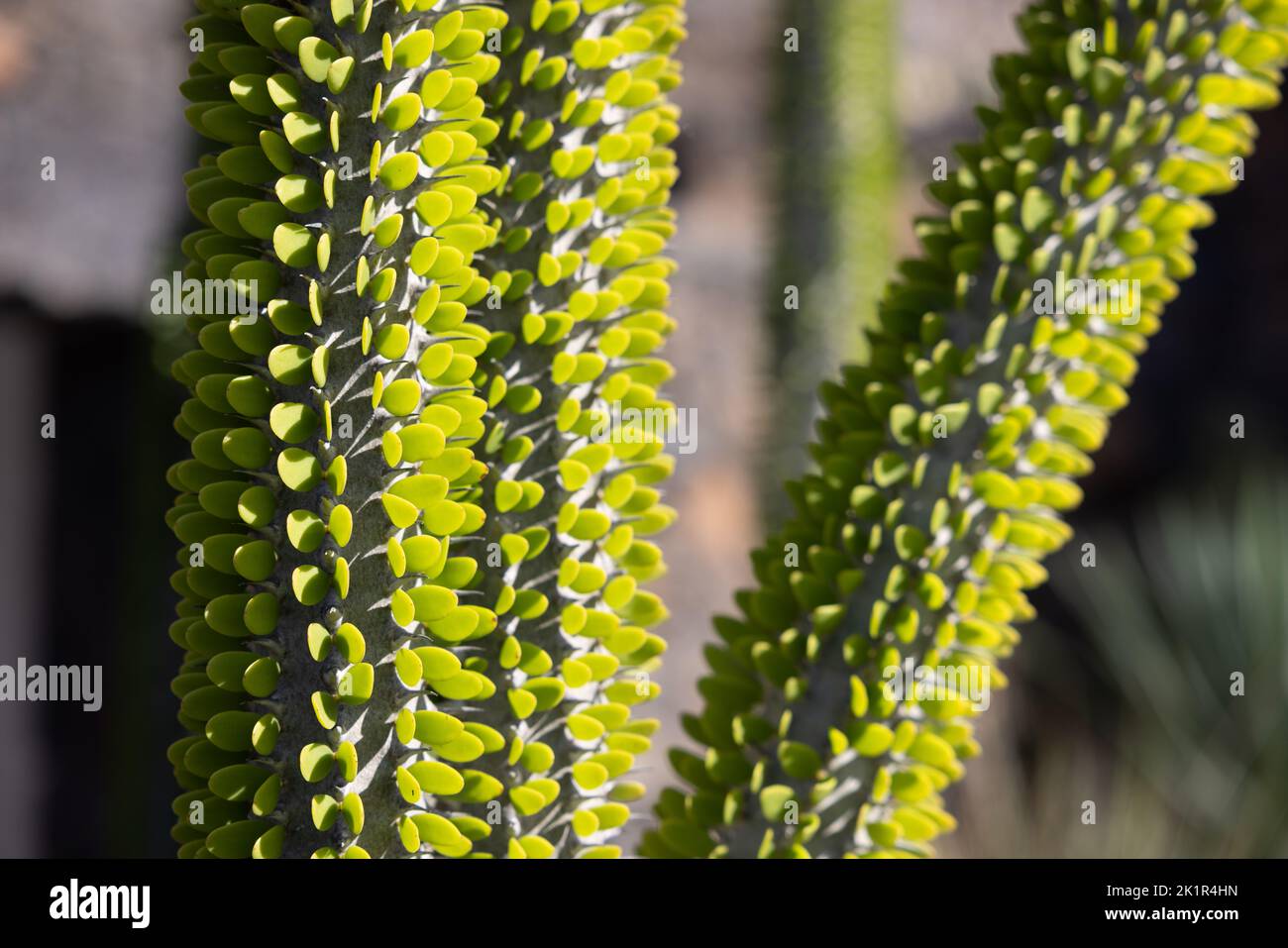 Closeup of the stem of the succulent Alluaudia procera (Madagaskar Ocotillo) Stock Photo