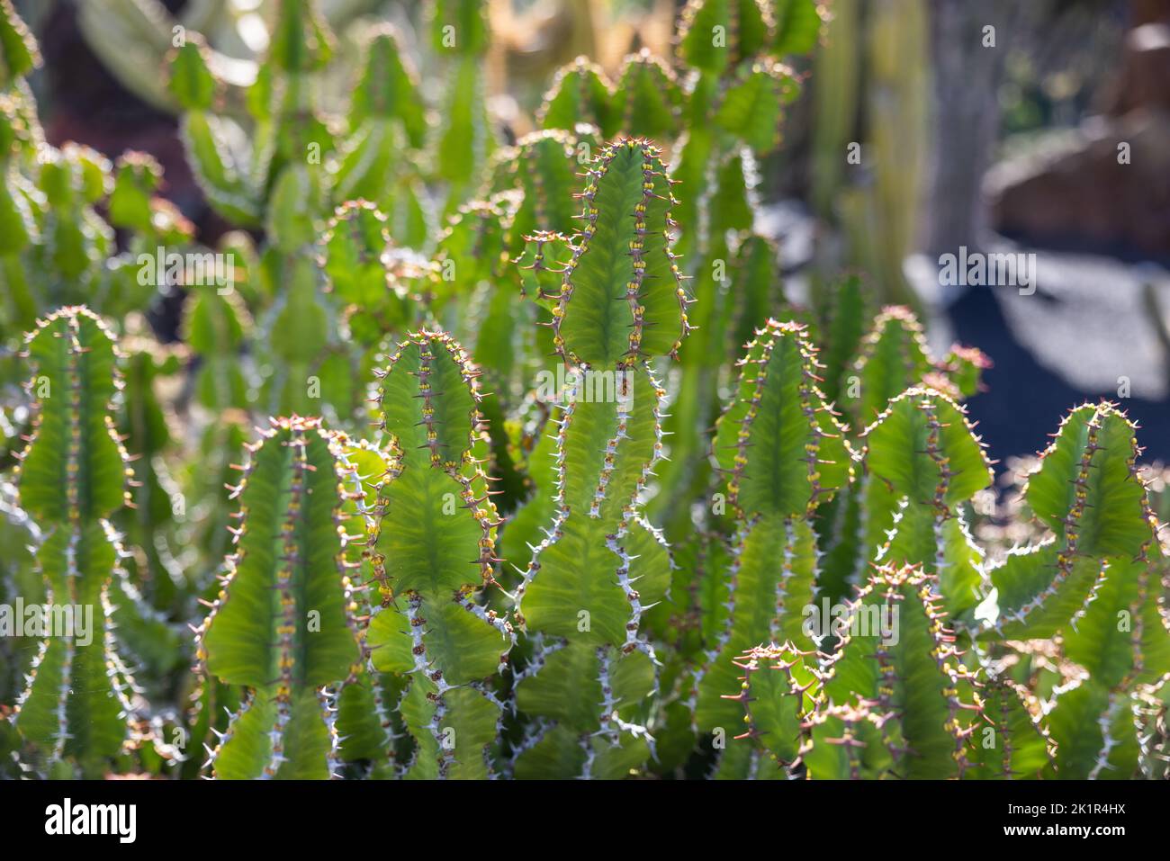 Closeup of a succulent of the family Euphorbia ingens. Stock Photo