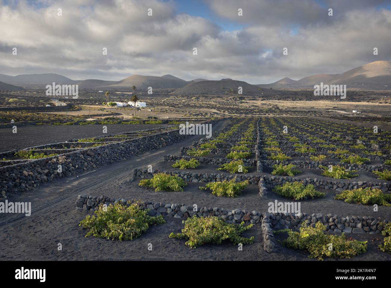 Typical vineyard in the La Geria region on the island Lanzarote protecting the grapevines against the heavy winds by building walls out of lava stones Stock Photo