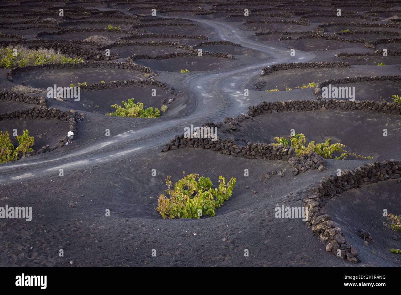 Typical vineyard in the La Geria region on the island of Lanzarote protecting the grapevines against the heavy winds by building walls out of lava sto Stock Photo