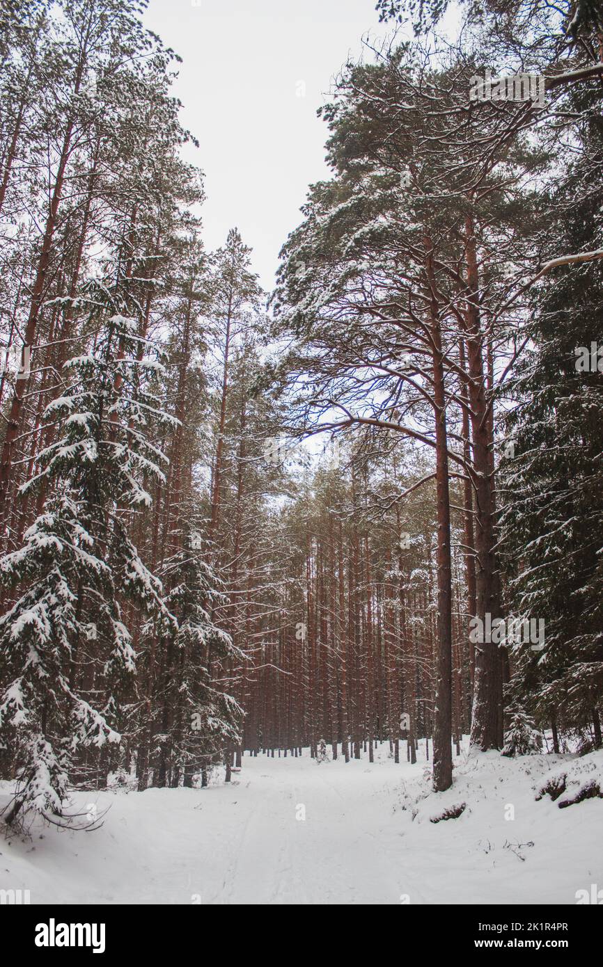 A snowy path between tall trees in the snowy forest in winter Stock ...