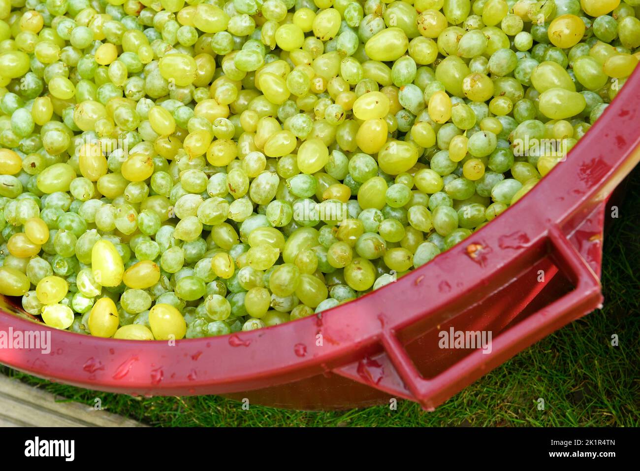 home made grape harvest Stock Photo