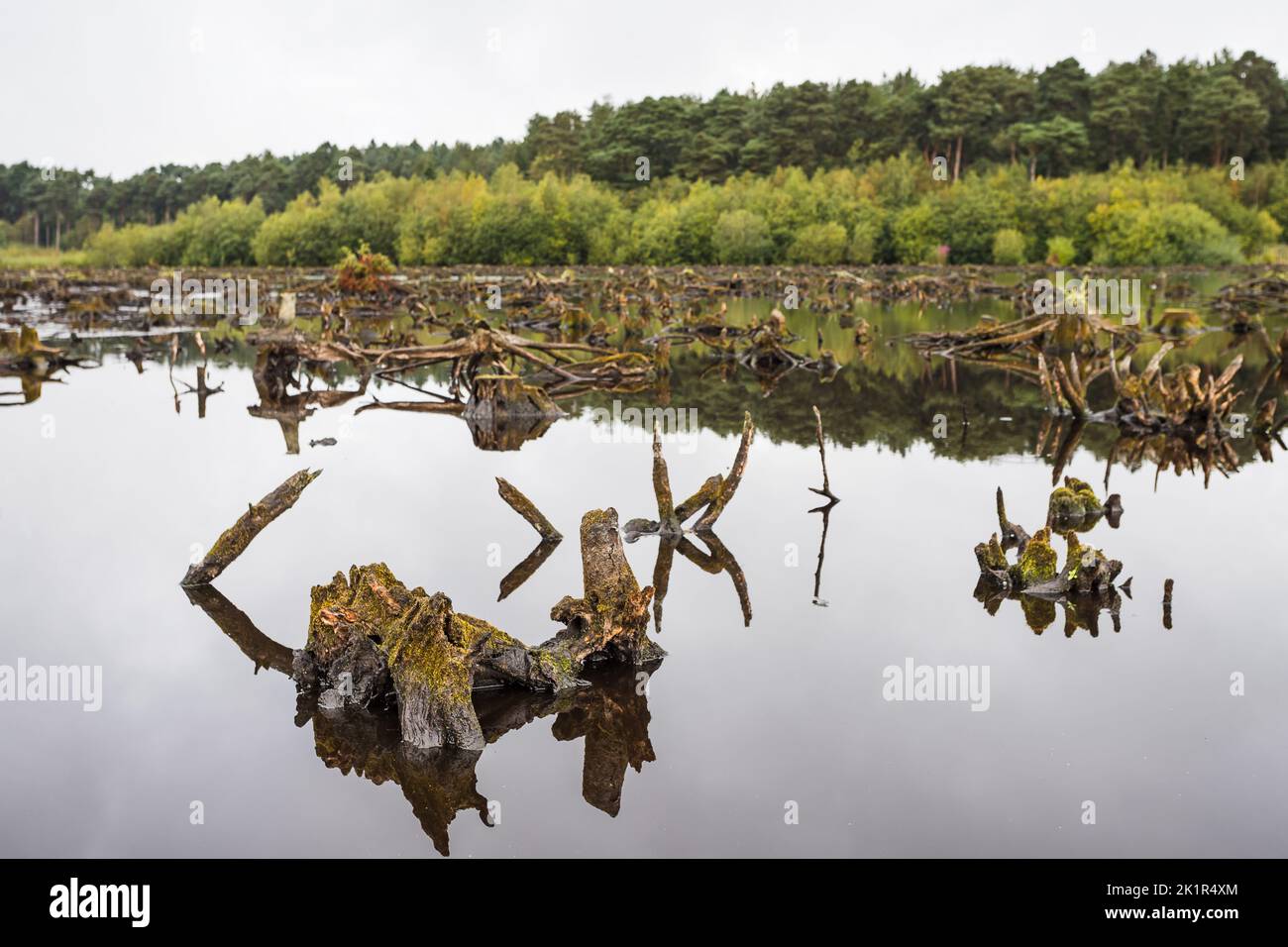 Old trees which make up part of Delamere Forest reflect in the water of Blakemere Moss in Cheshire in the autumn of 2022. Stock Photo