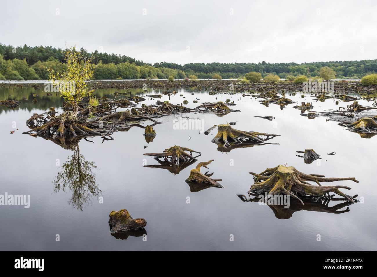 Tree stumps and tree roots reflecting in the still waters in Blakemere Moss captured in Cheshire whilst exploring Delamere Forest. Stock Photo