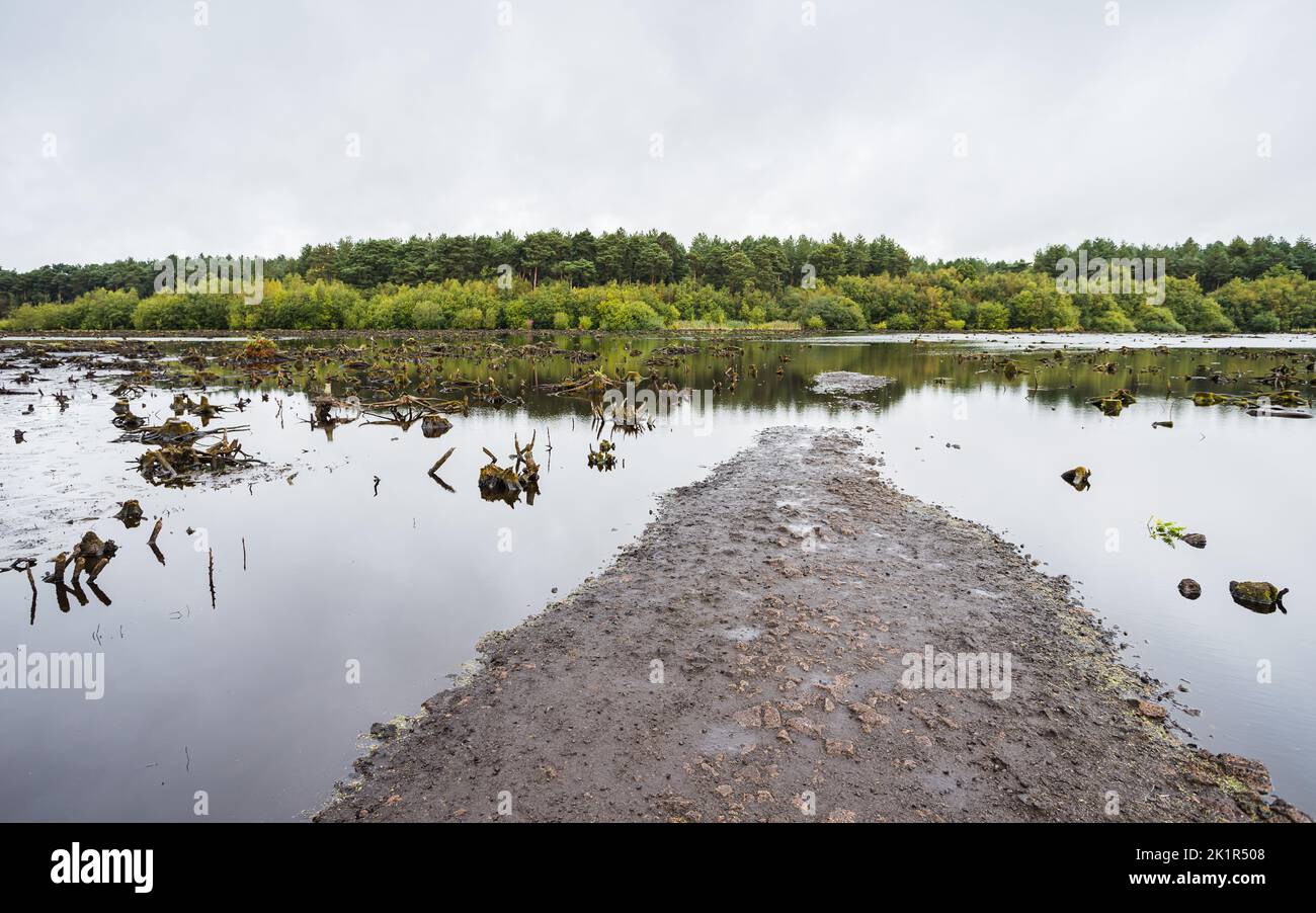 A path leads into the still water at Blakemere Moss in Delamere Forest. Stock Photo