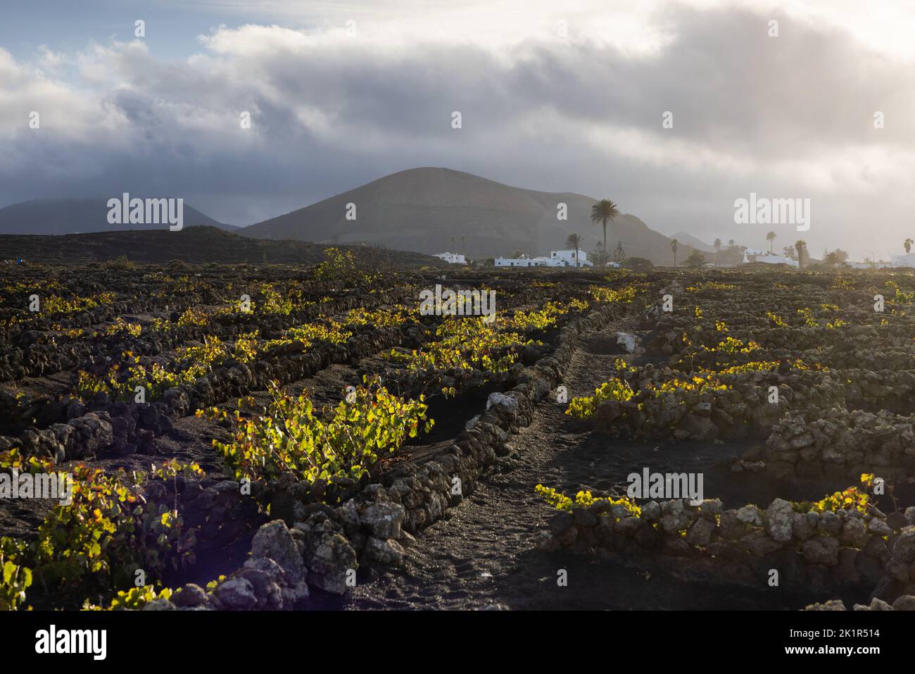 Sunset at a typical vineyard in the La Geria region on the island of Lanzarote protecting the grapevines against the heavy winds by building walls out Stock Photo
