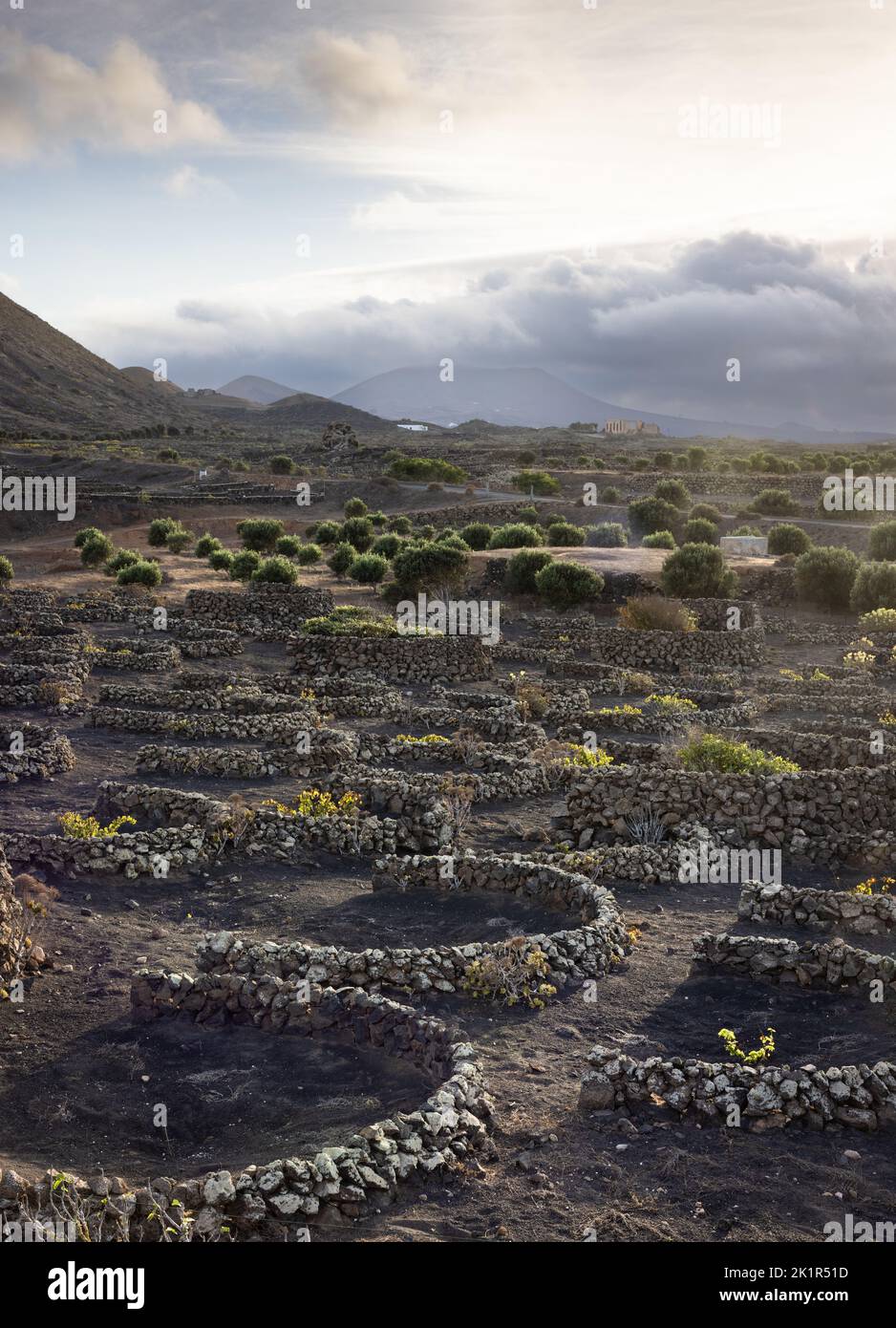 Sunset at a typical vineyard in the La Geria region on the island of Lanzarote protecting the grapevines against the heavy winds by building walls out Stock Photo