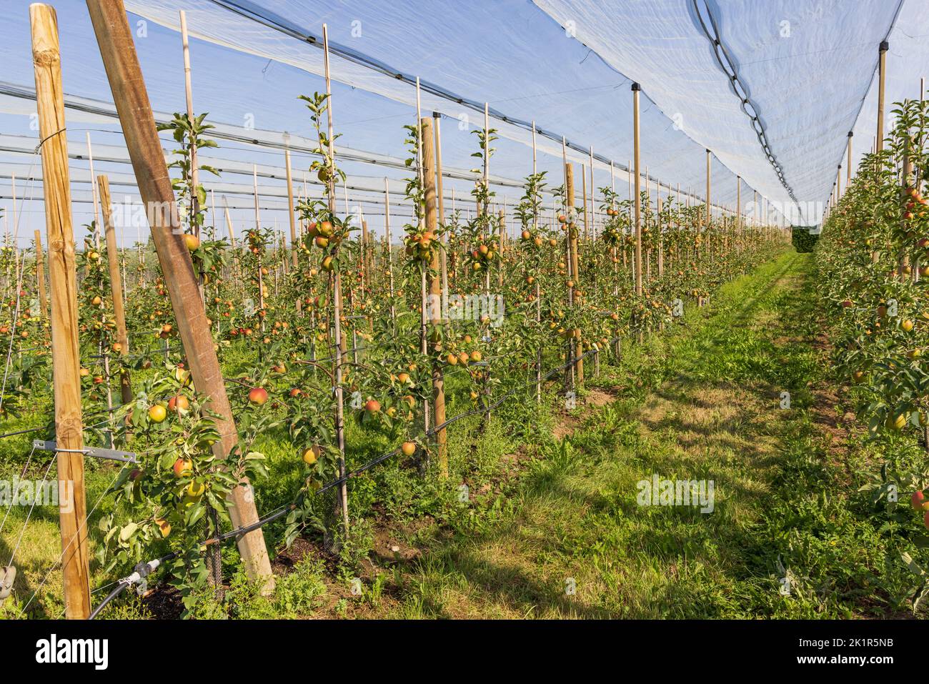 Fruit orchard with apple trees protected by canvas fence with watering
