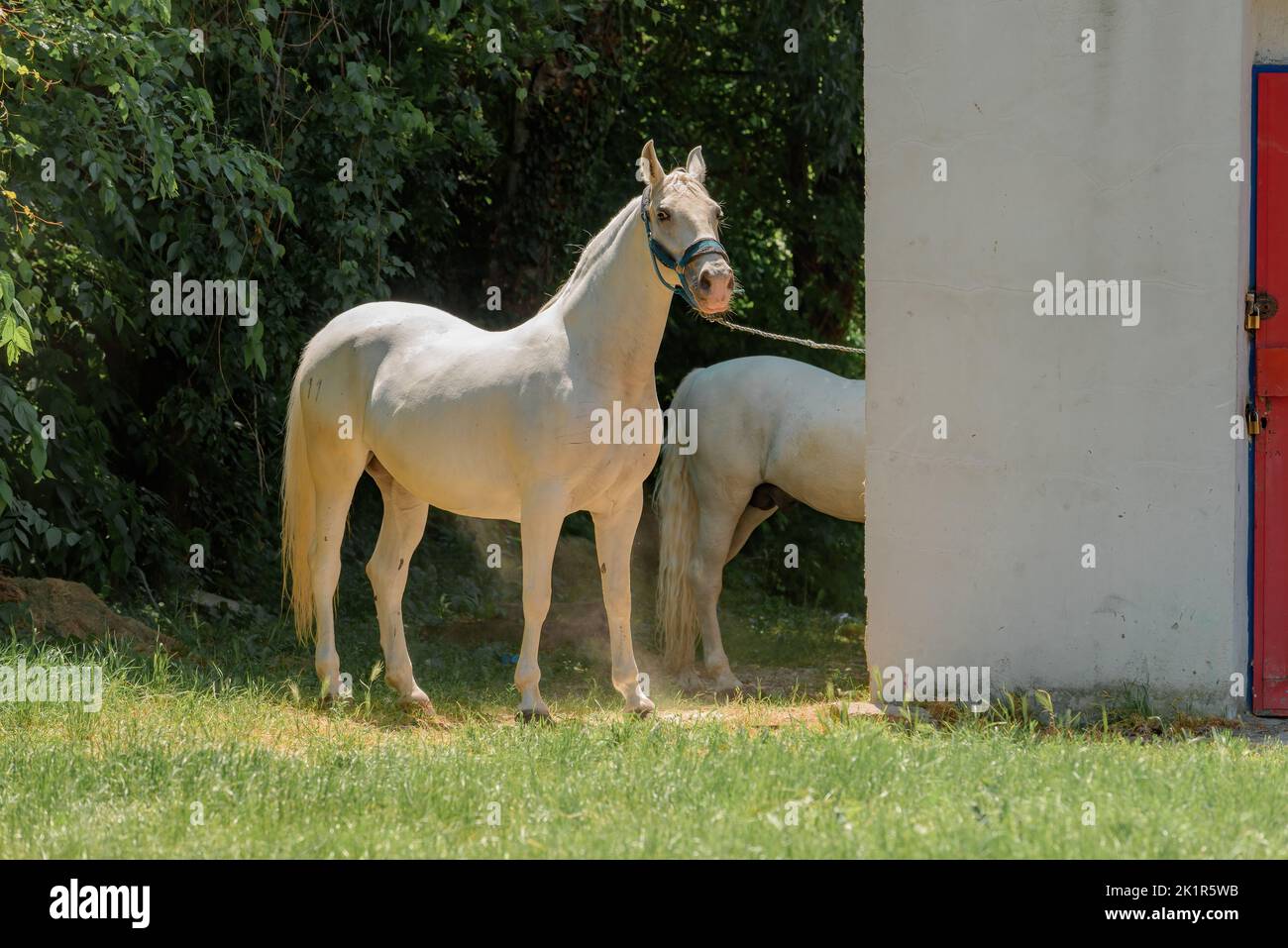 Two white horses on the farm, copy space included Stock Photo