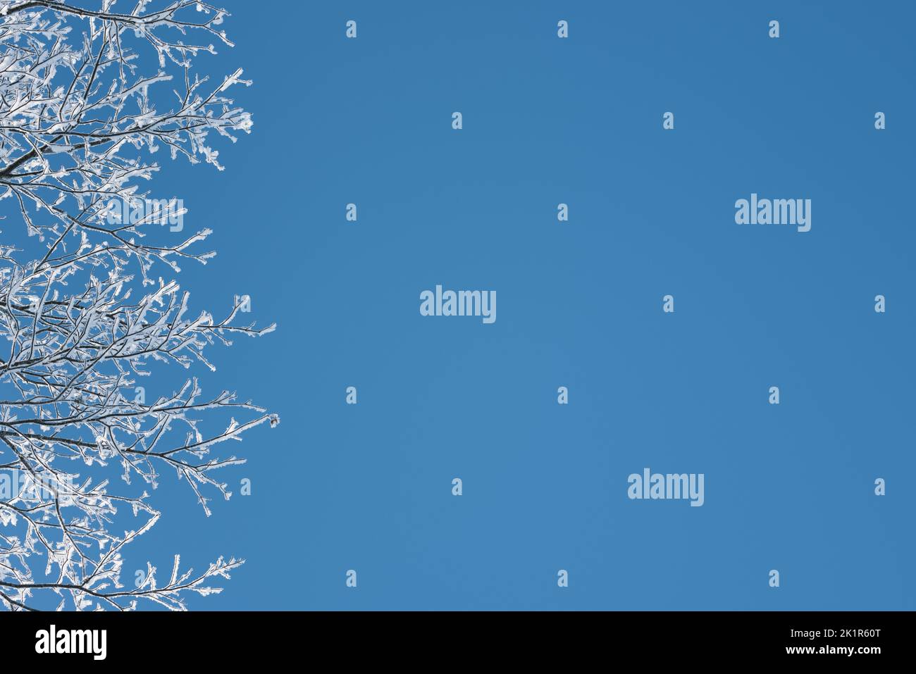 Winter background with branches in hoarfrost against the blue sky Stock Photo