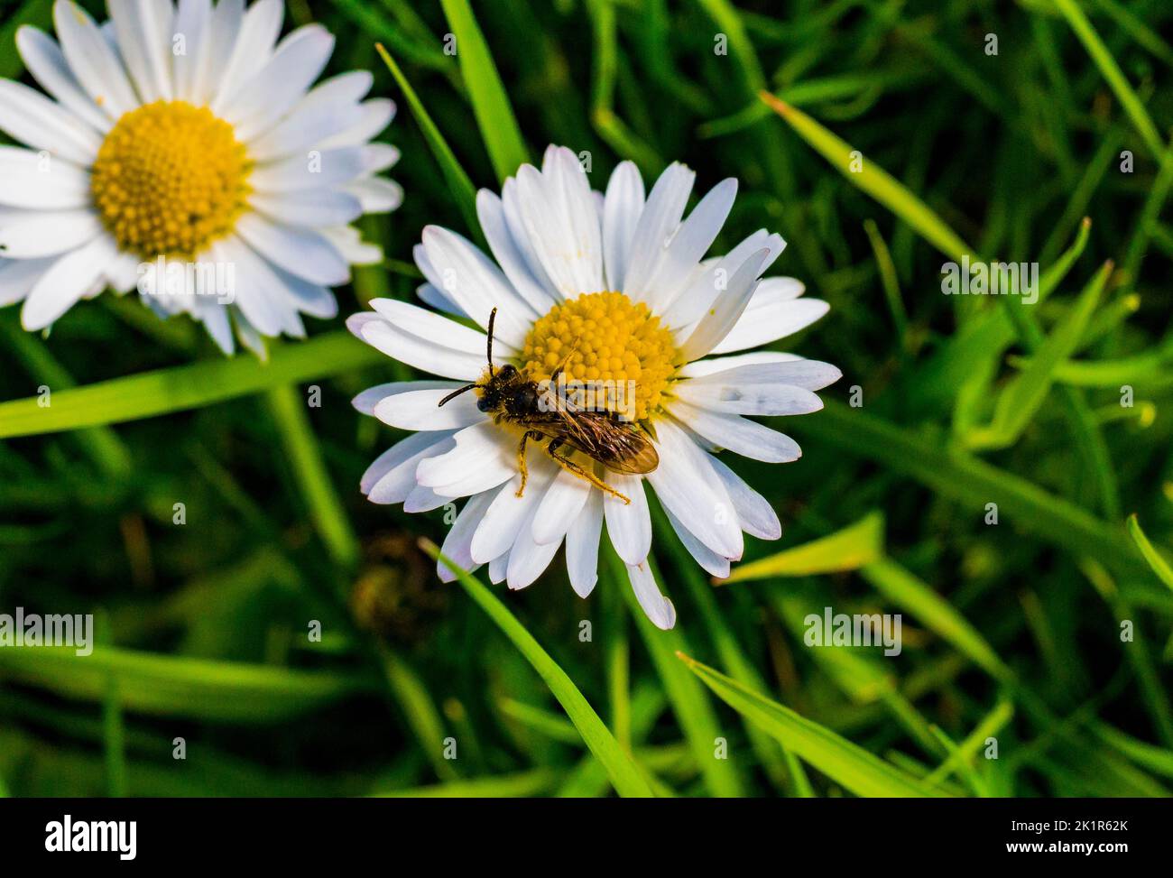 A bee carrying out its nectarcollecting duties in a patch of daisies
