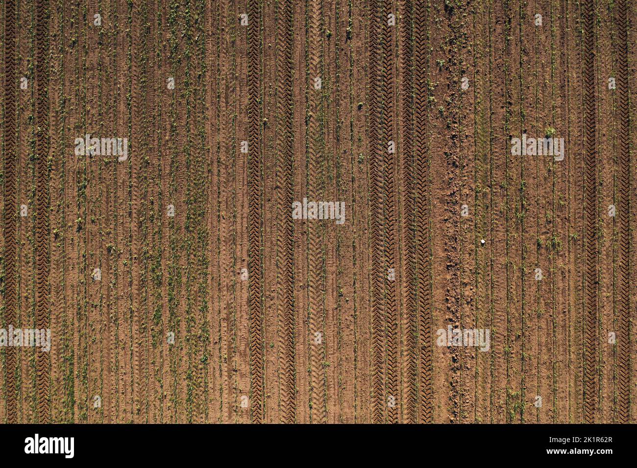 Aerial shot of corn seedling field from drone pov directly above with tractor tyre tracks in soil as agricultural background Stock Photo