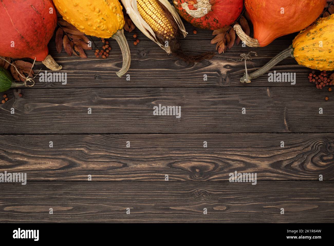 Background with festive autumn decor from pumpkins, decorative gourds and corn. Concept of Thanksgiving day or Halloween with copy space for text Stock Photo