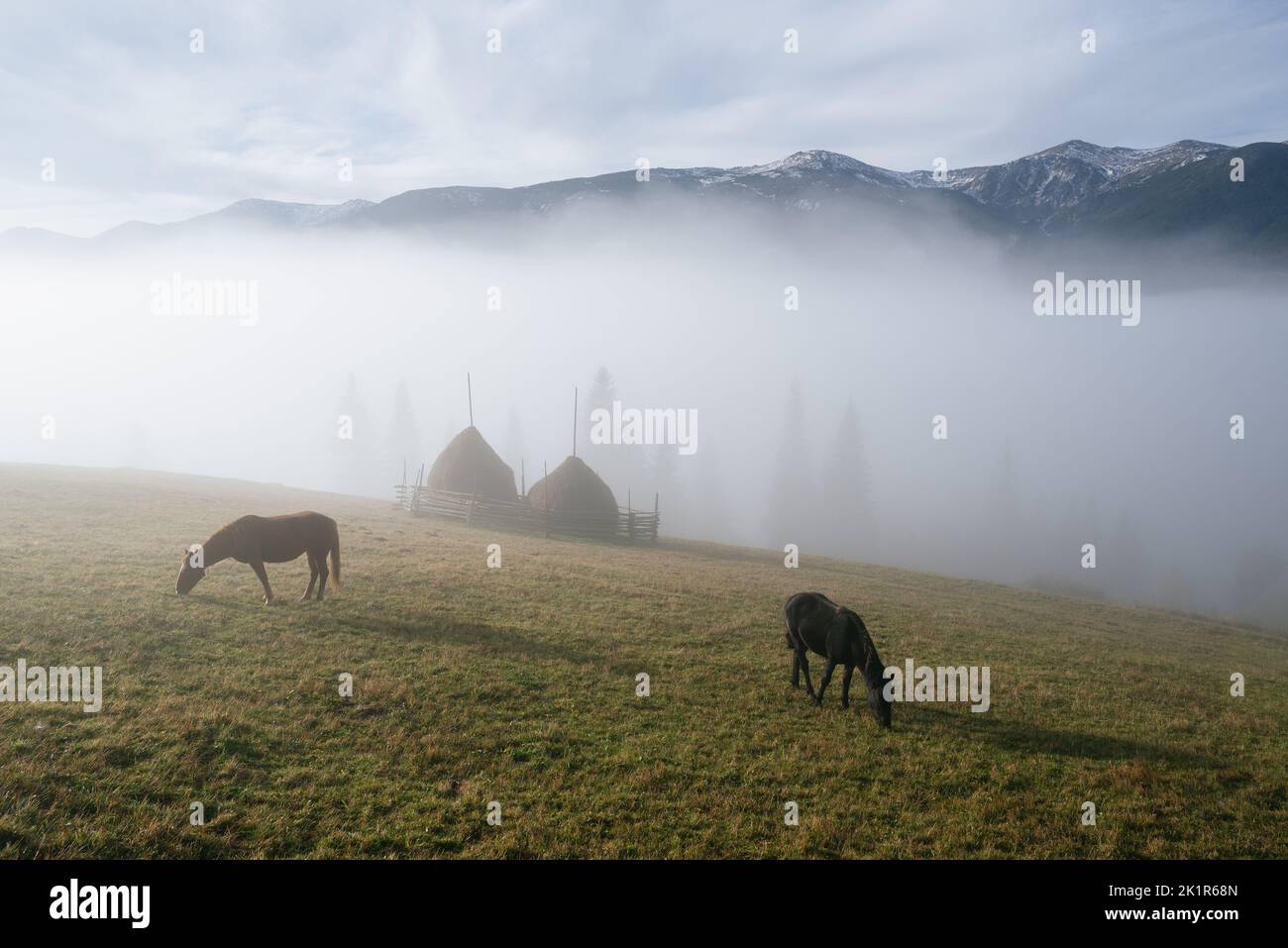 Autumn view from horses on a pasture in a mountain village in the morning mist Stock Photo