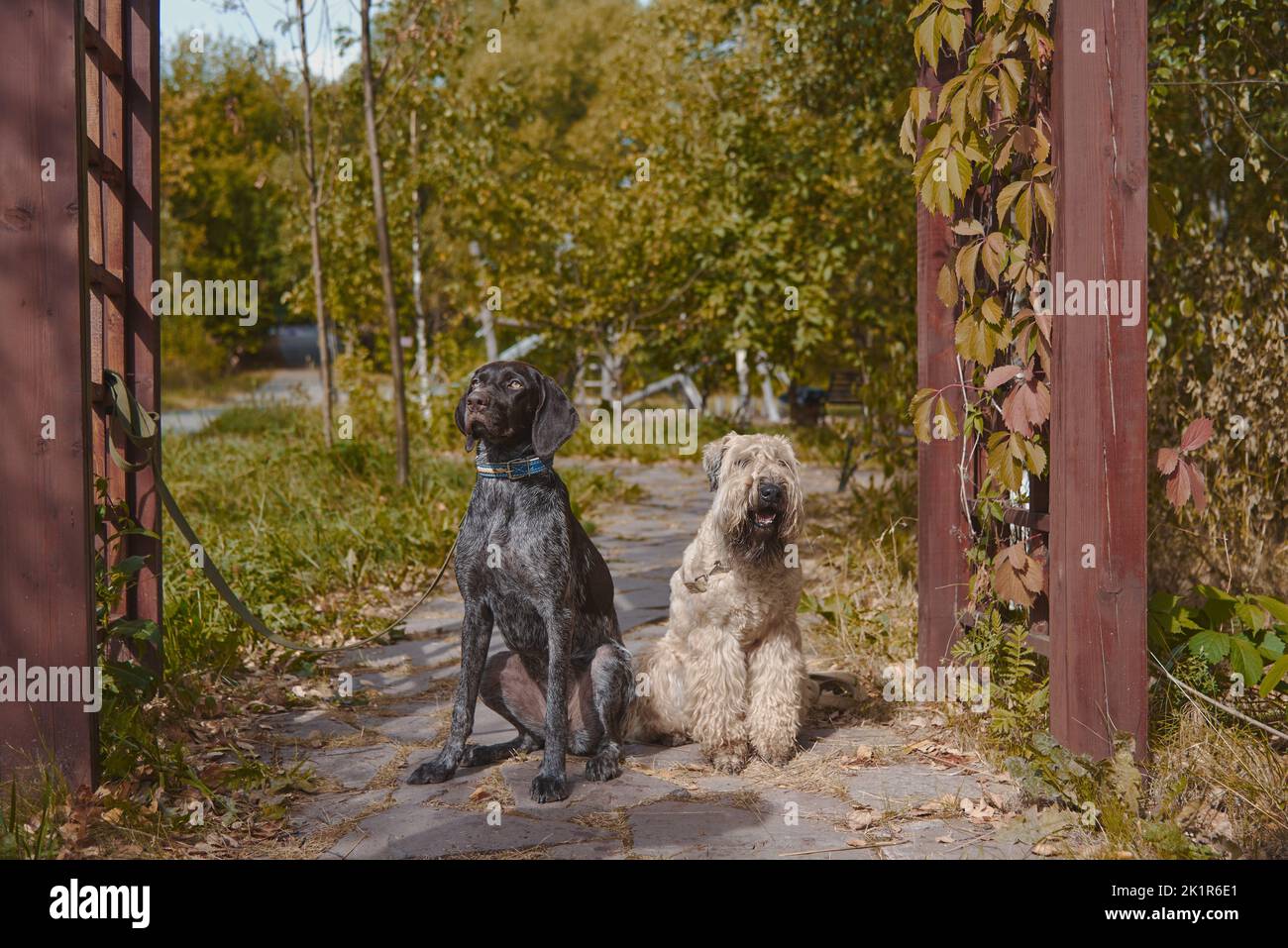 Two dogs, a German shorthaired pointer and an Irish wheaten soft-coated terrier, sit side by side on the path in the autumn park. Stock Photo