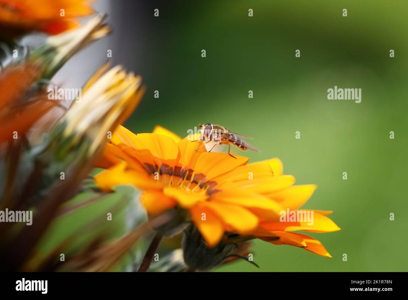 A hoverfly sits on the edge of a yellow flower. Blurred background. Macro photography. Stock Photo