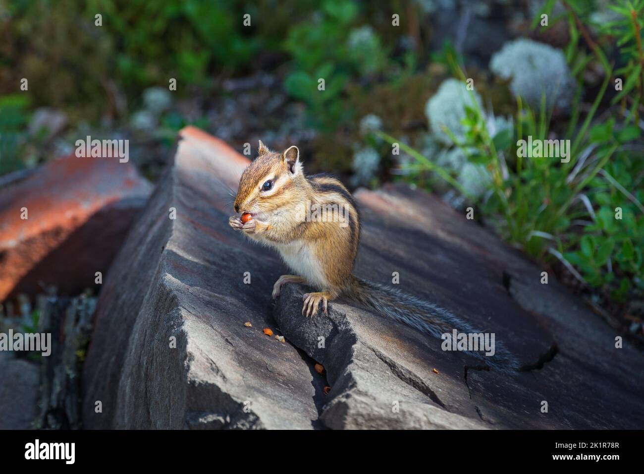 Chipmunk eats nuts while sitting on a stone. Close-up with blurry forest background. Stock Photo