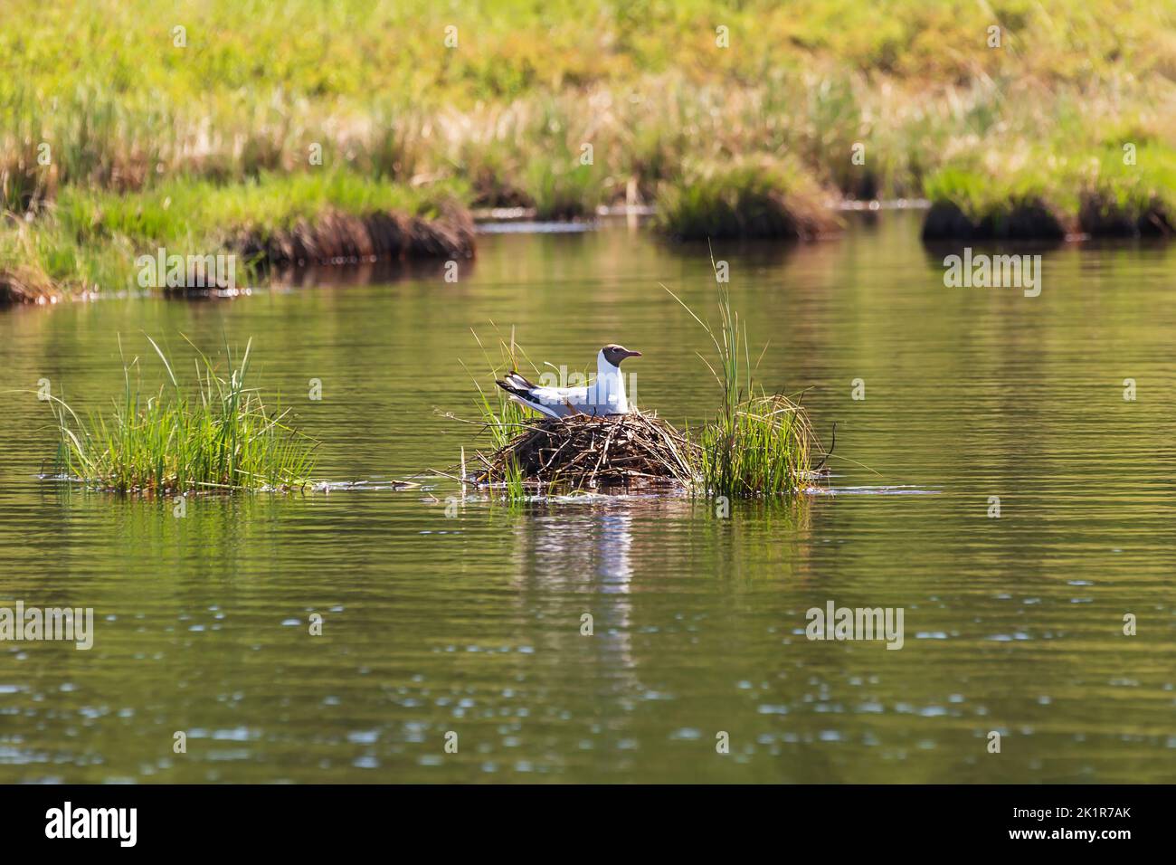 Seagull incubates eggs in a nest on the lake. Stock Photo