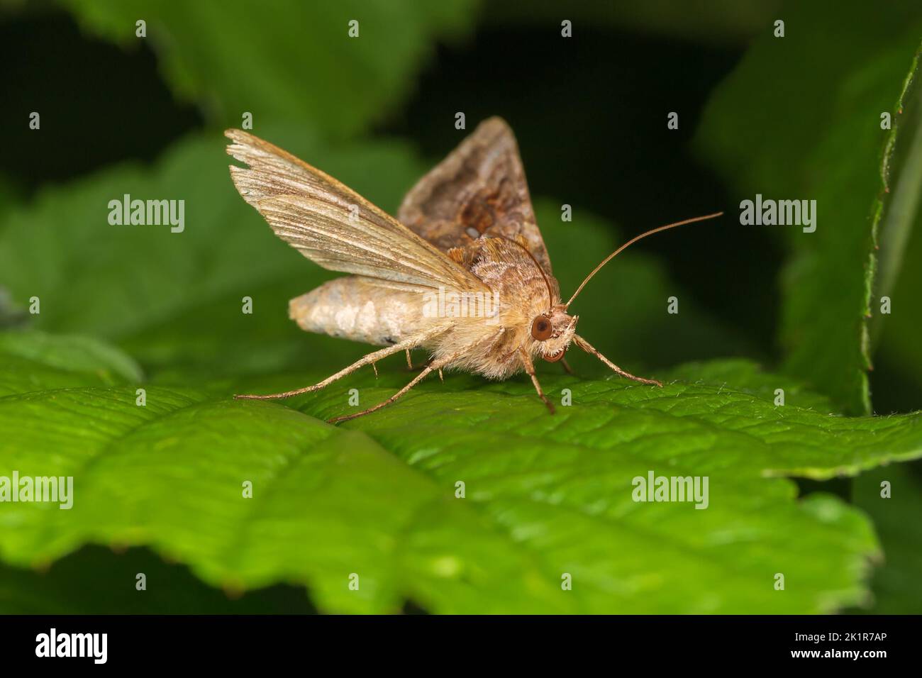 Moth with spread wings on a green leaf. Macro photography. Stock Photo