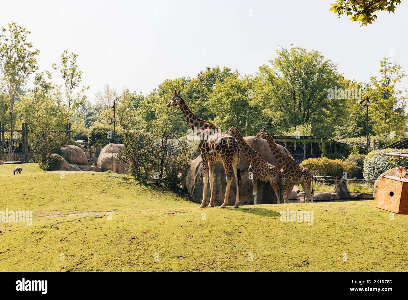 The Rothschild's giraffes, Giraffa camelopardalis rothschildi, in the