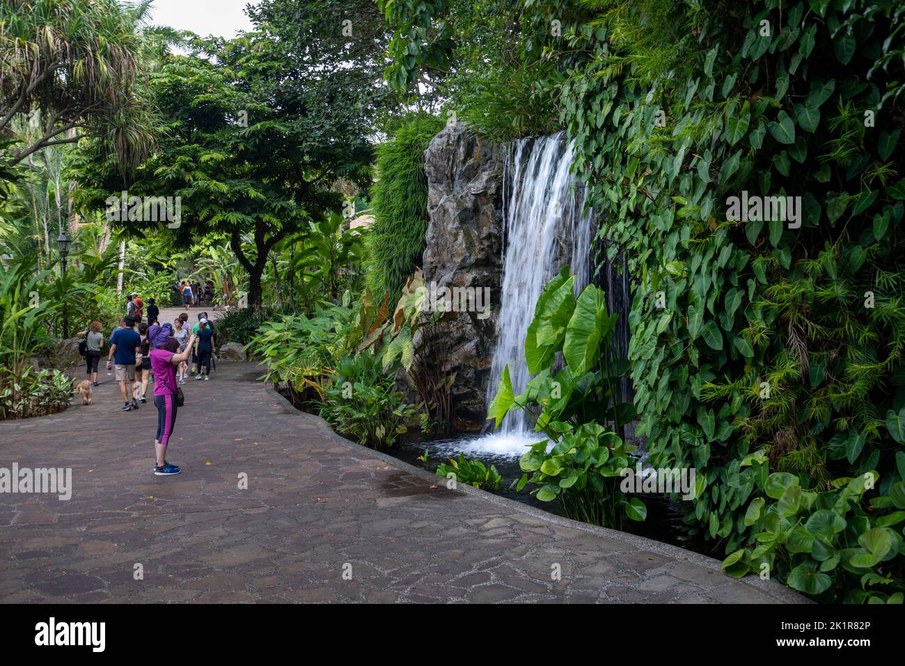 Visitor photographing waterfall in Singapore Botanic Gardens established in 1859 and covering 82 hectares. Stock Photo
