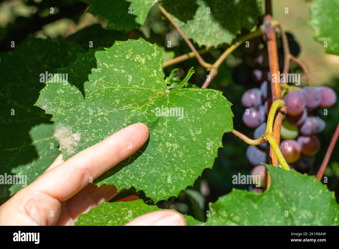 damaged vine leaf by the cicada Empoasca vitis and Zygina rhamni. White spots on a green leaf in the gardener's hand. Pest control. Stock Photo