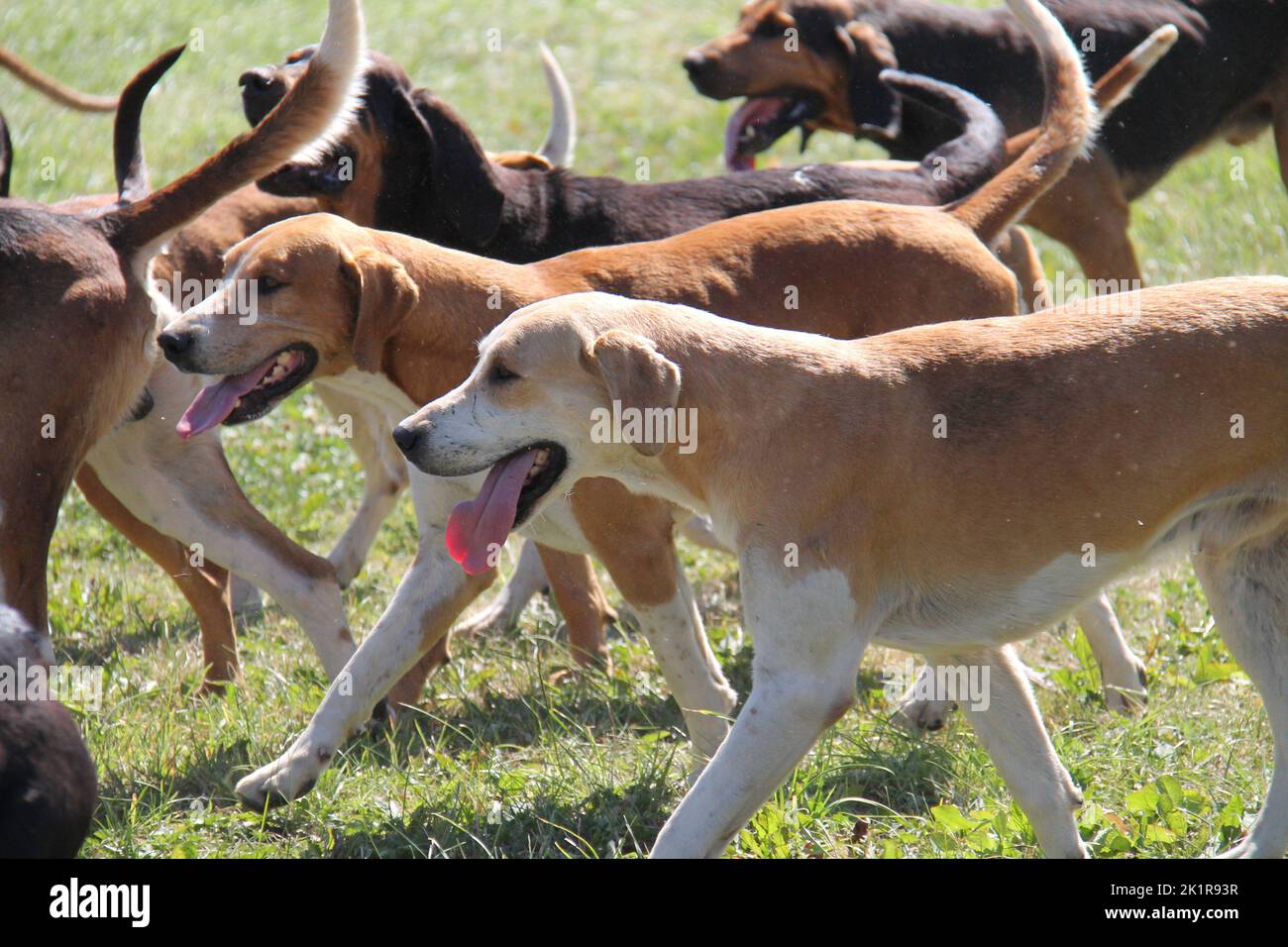 Dogs from a Pack of Adult Hunting Hounds. Stock Photo