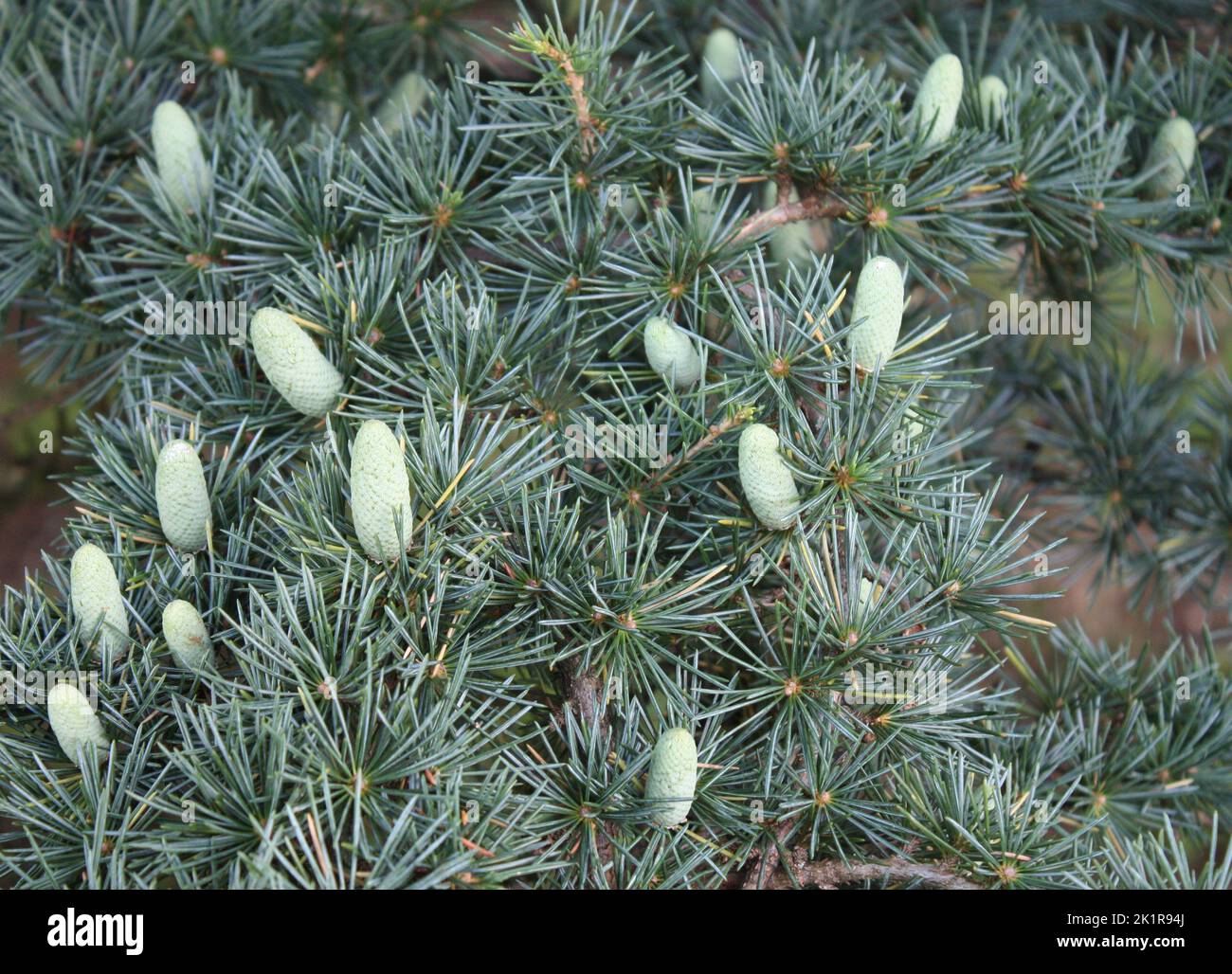 Pine Cones on a Cedar of Lebanon Tree. Stock Photo