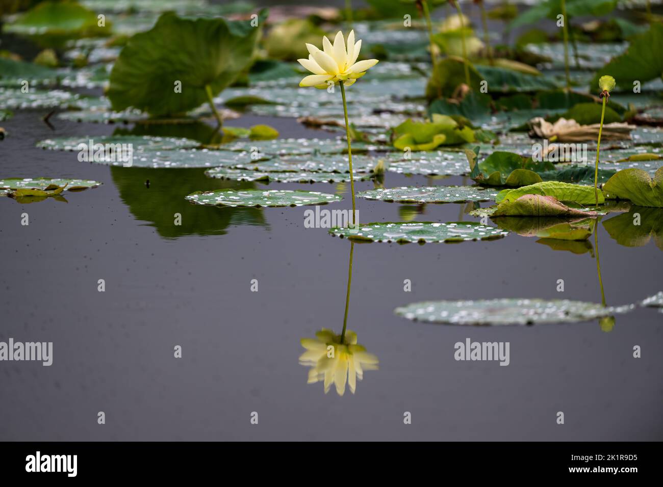 A closeup of a yellow little lotus (nelumbo) on the surface of a lake Stock Photo