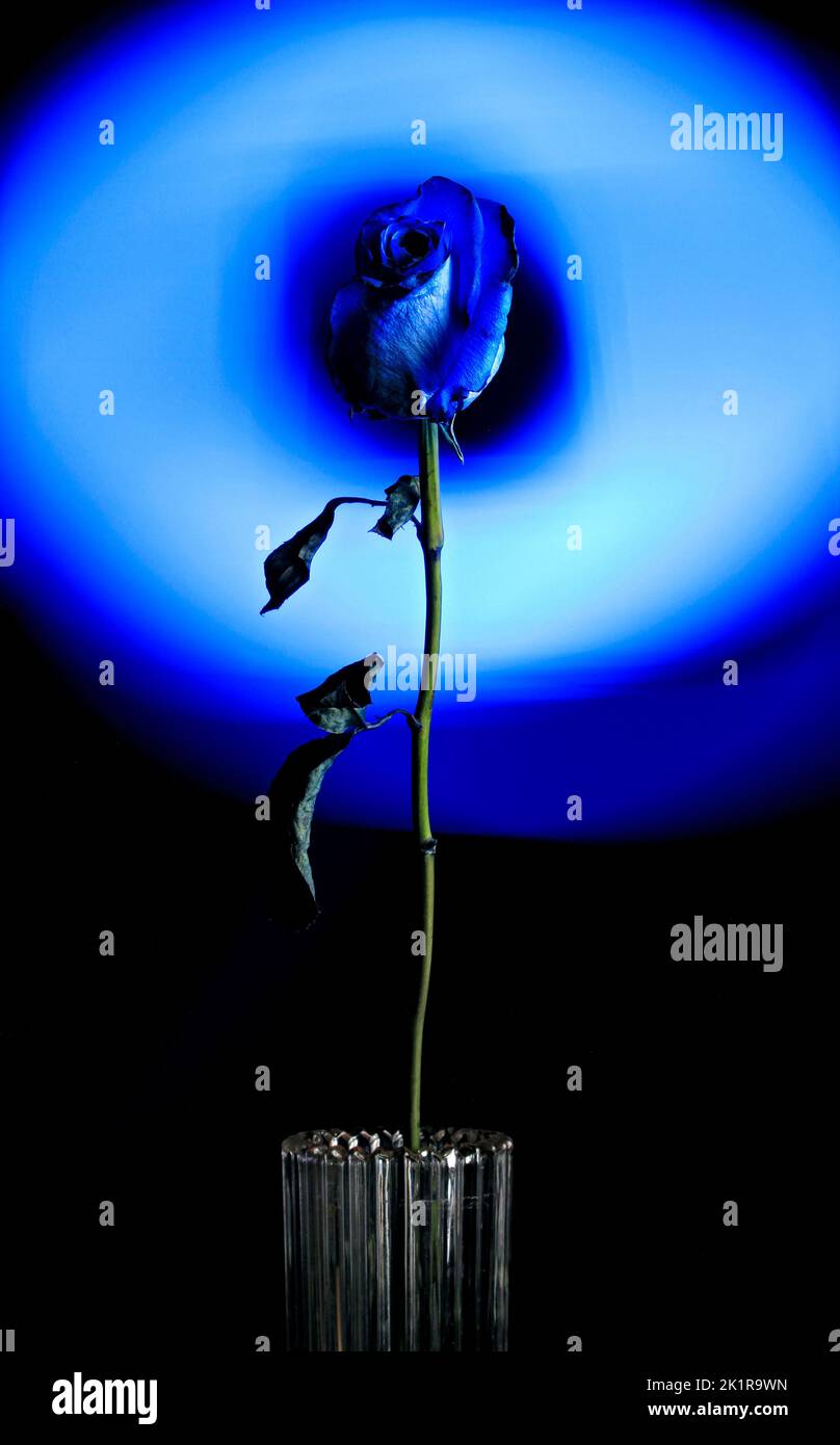 A vertical shot of a blue rose against the painted background Stock ...