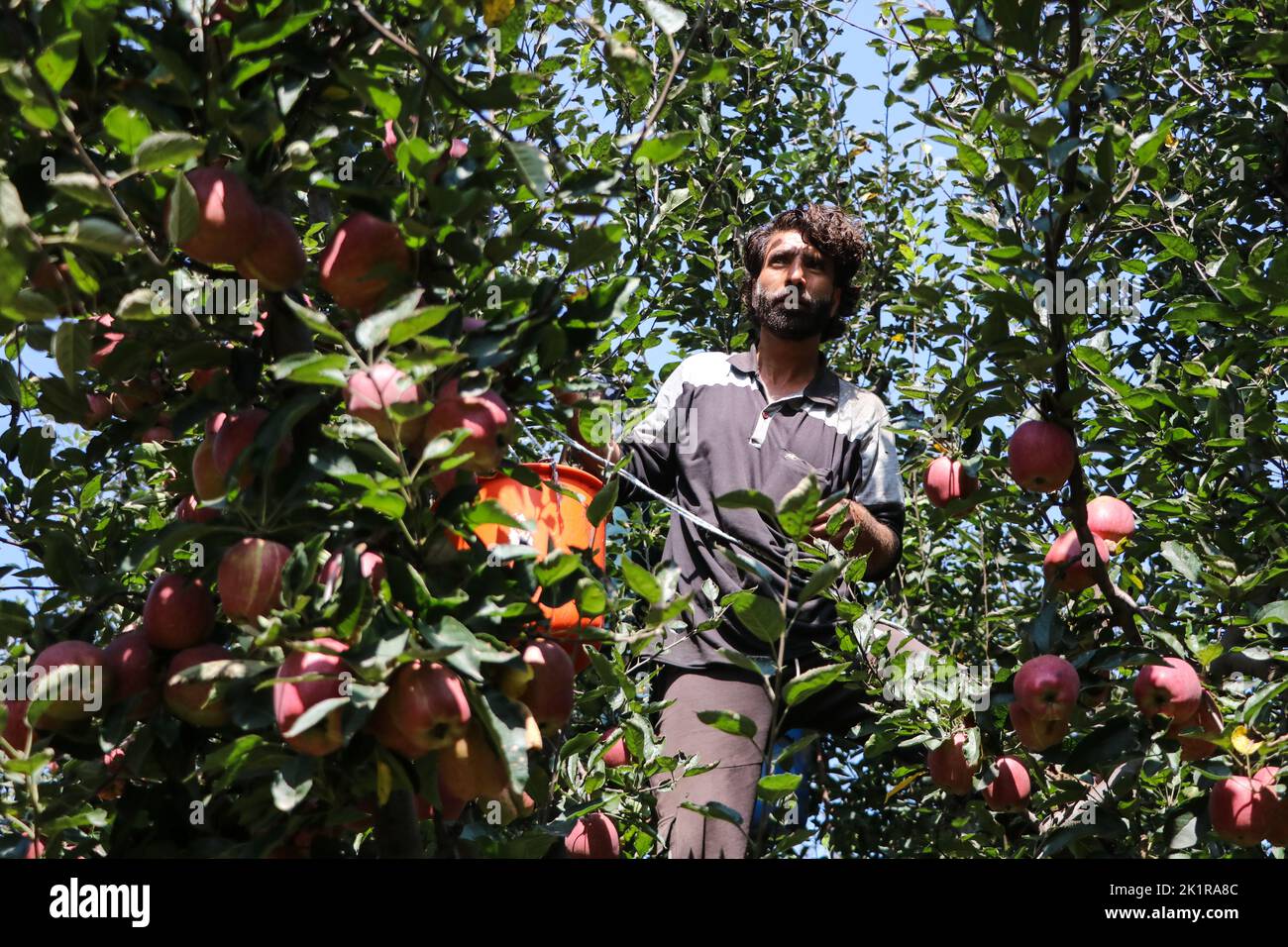 Kashmiri apple hires stock photography and images Alamy