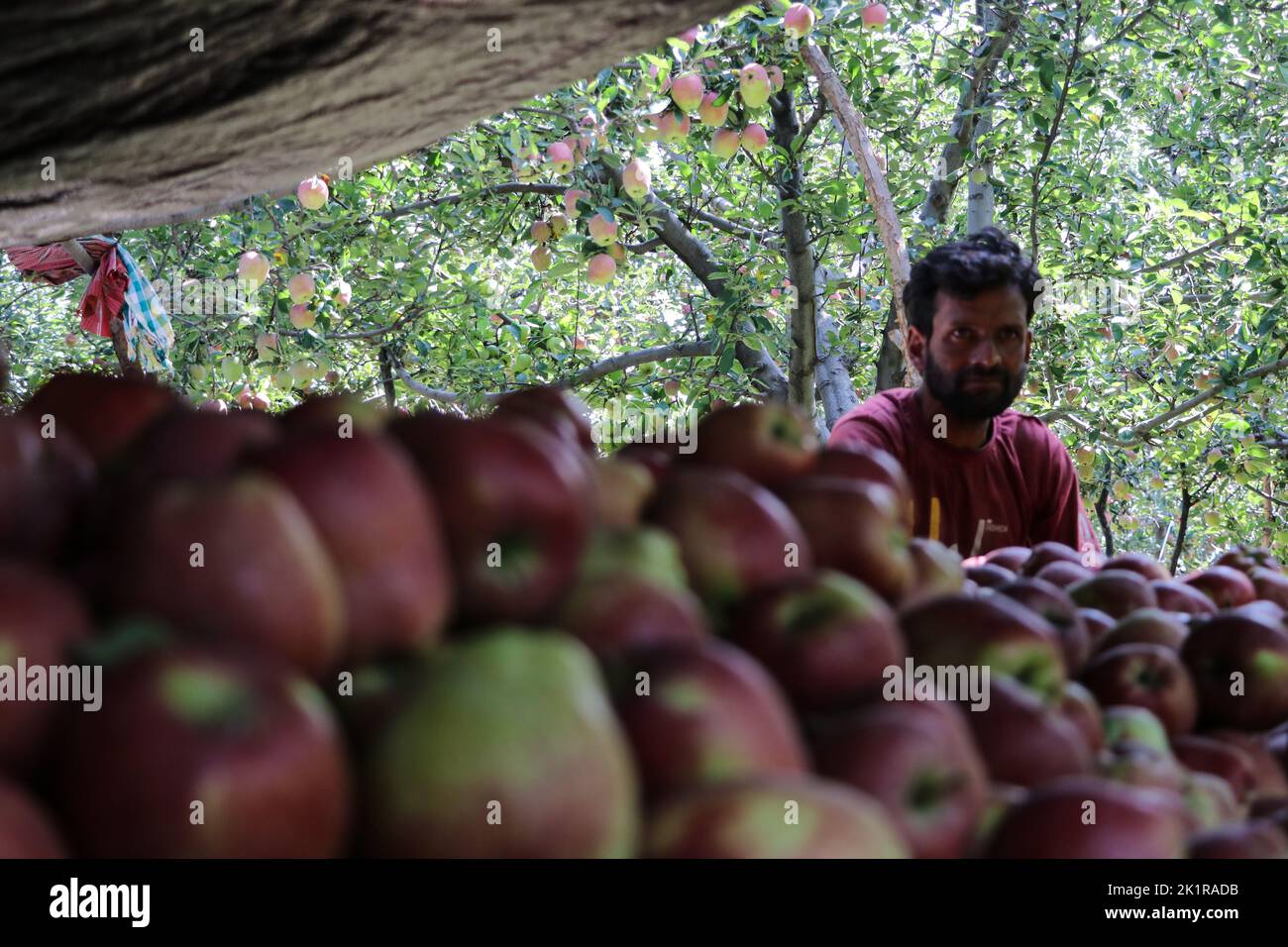 September 20, 2022, Pulwama, Jammu and Kashmir, India A worker seen