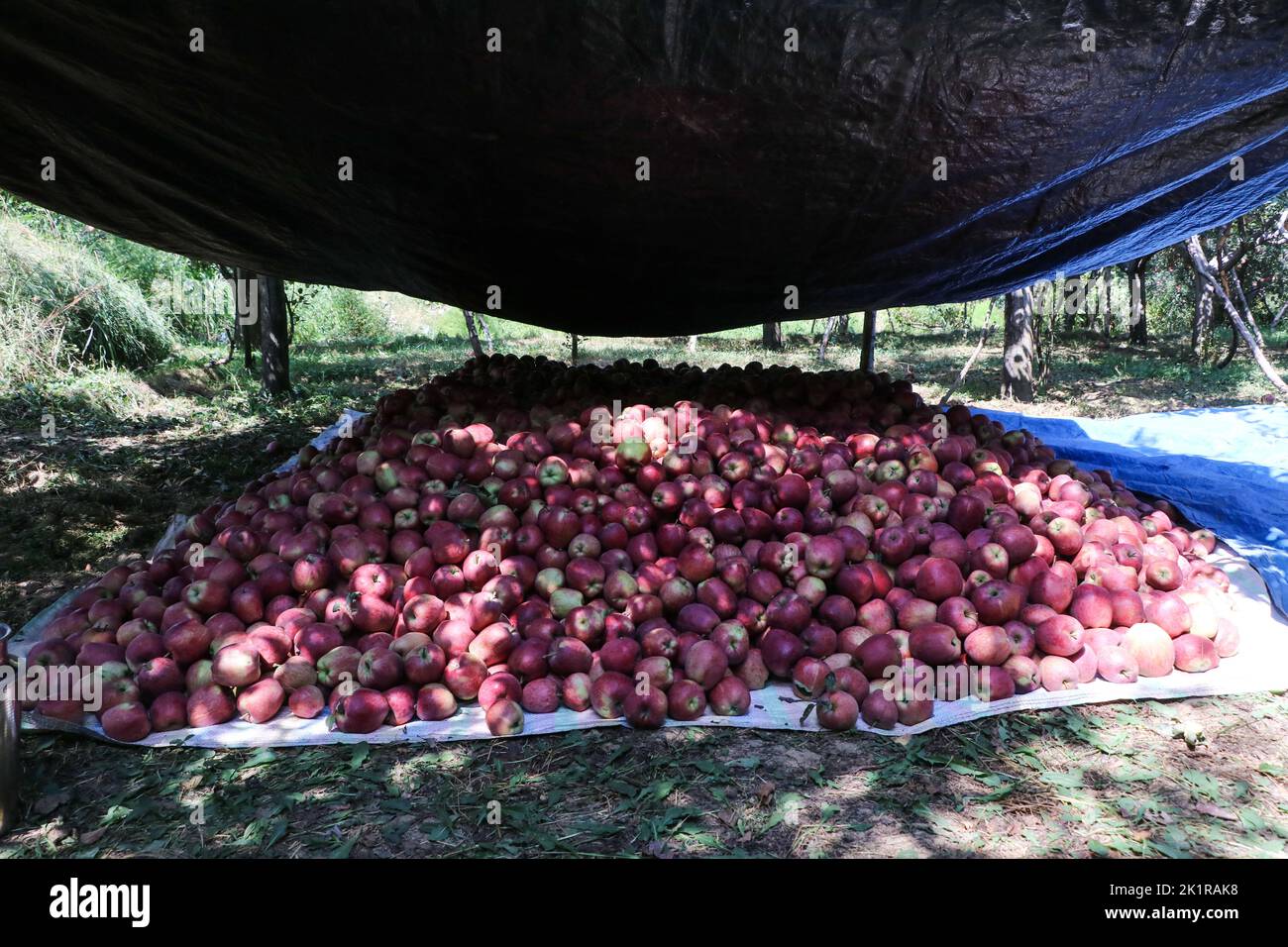 September 20, 2022, Pulwama, Jammu and Kashmir, India Kashmiri fresh