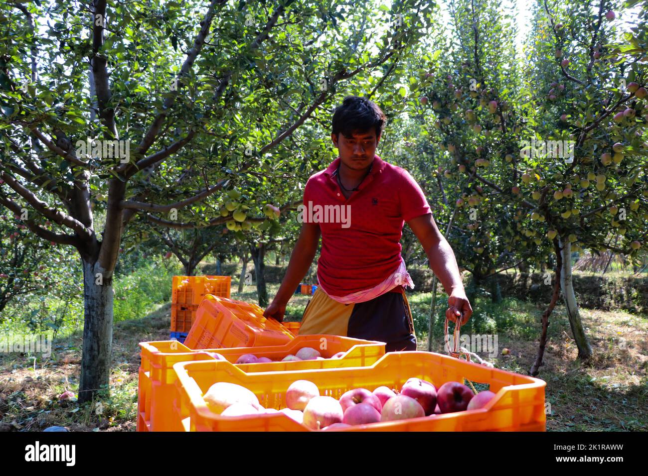 September 20, 2022, Pulwama, Jammu and Kashmir, India A worker