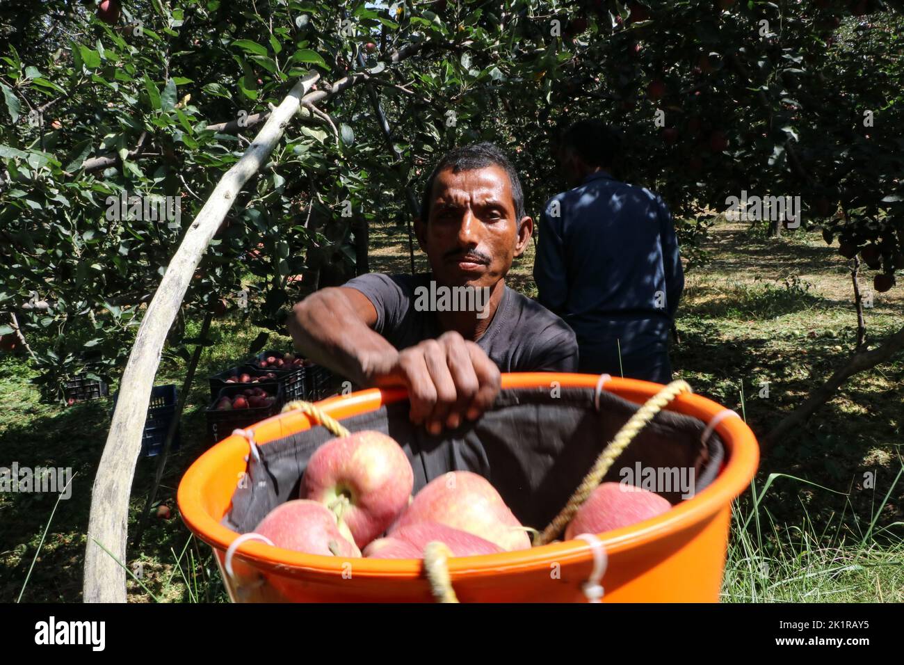 September 20, 2022, Pulwama, Jammu and Kashmir, India A man collects